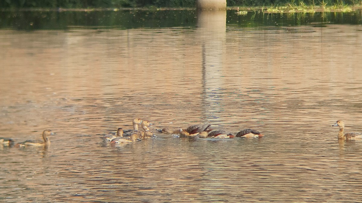 småplystreand - ML631753658