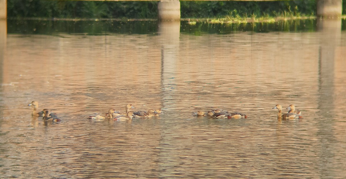 småplystreand - ML631753659