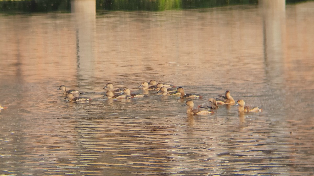 småplystreand - ML631753660