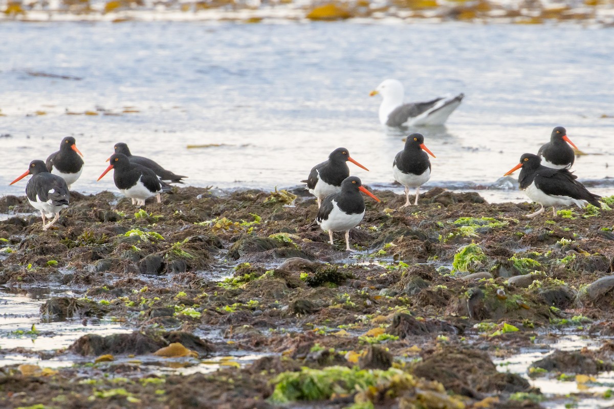 Магелланов кулик-сорока - ML631753668
