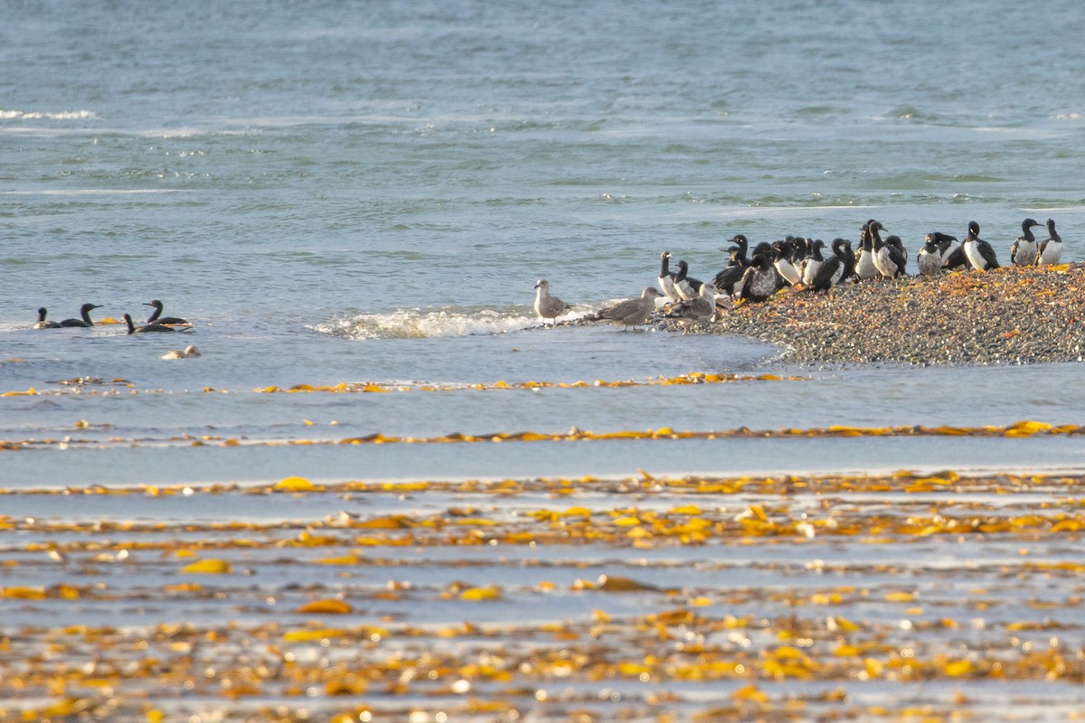 Магелланов баклан - ML631753673