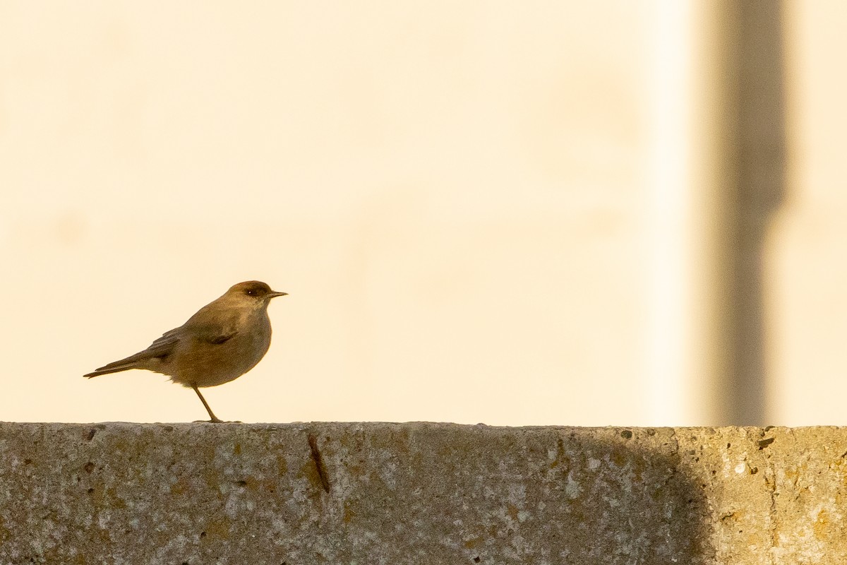 Рыжебрюхая дормилона - ML631753682