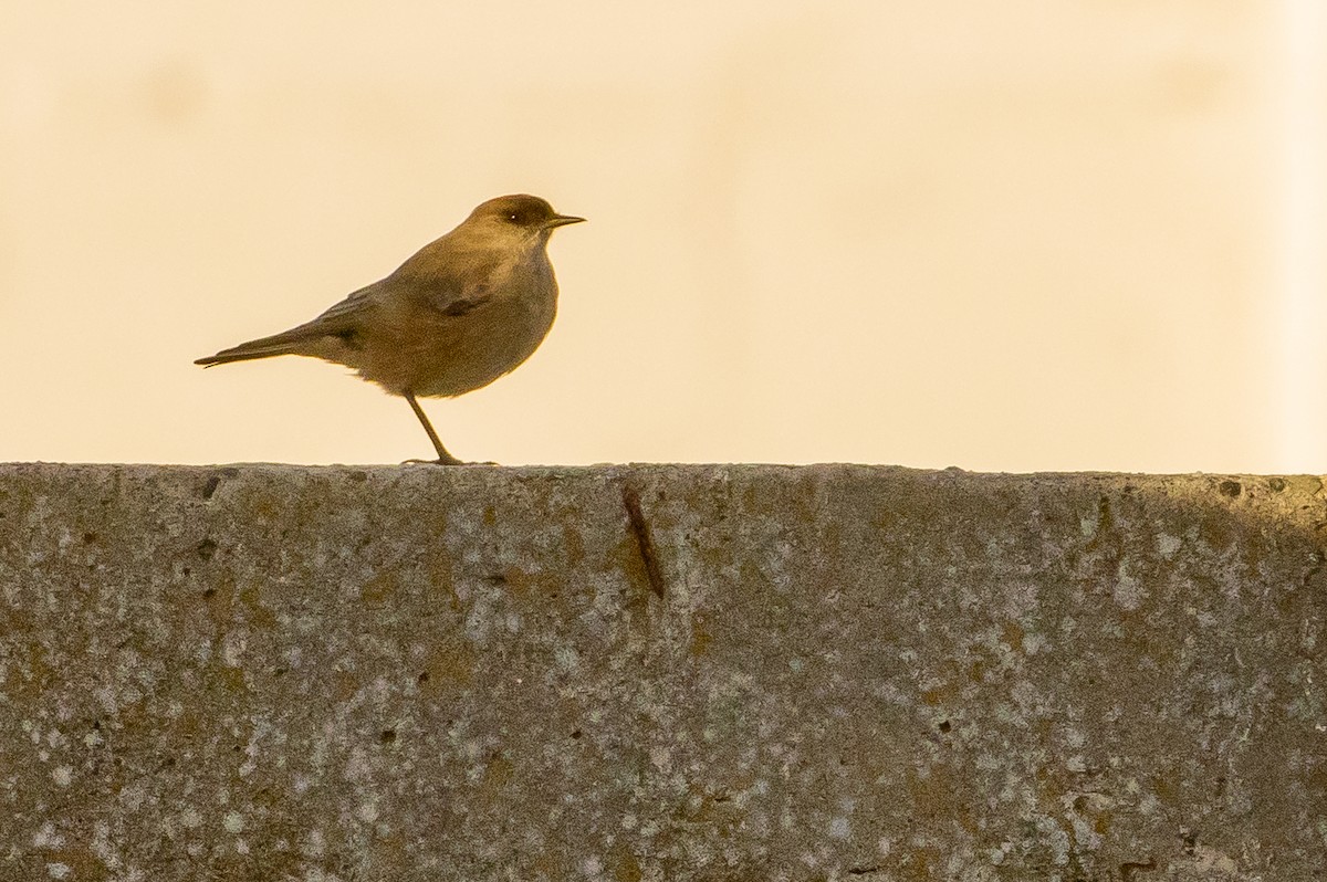 Рыжебрюхая дормилона - ML631753683