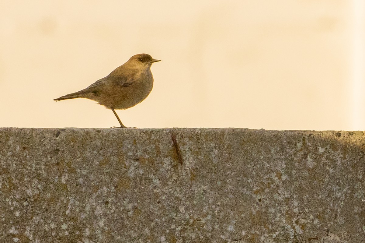 Рыжебрюхая дормилона - ML631753684