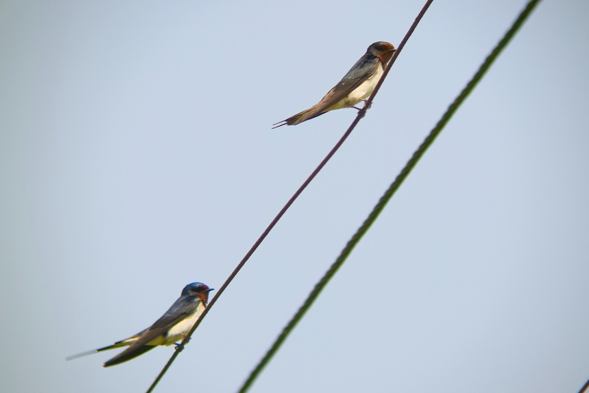 låvesvale - ML631753696