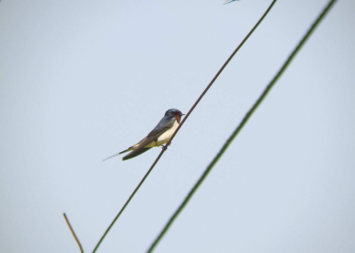 låvesvale - ML631753697