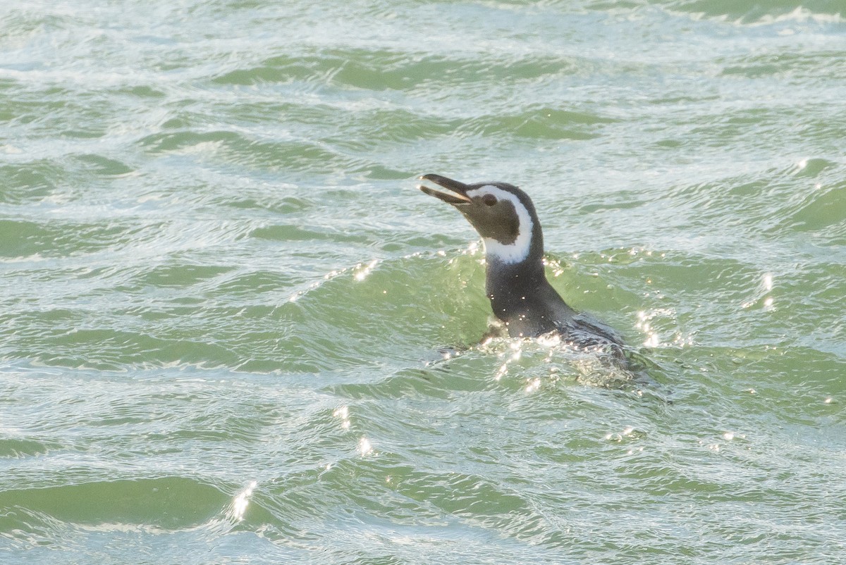Magellanic Penguin - ML631753755