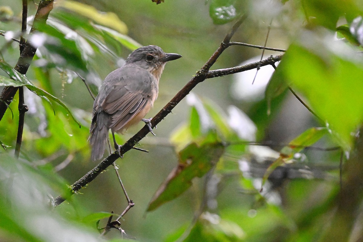 Bower's Shrikethrush - ML631753812