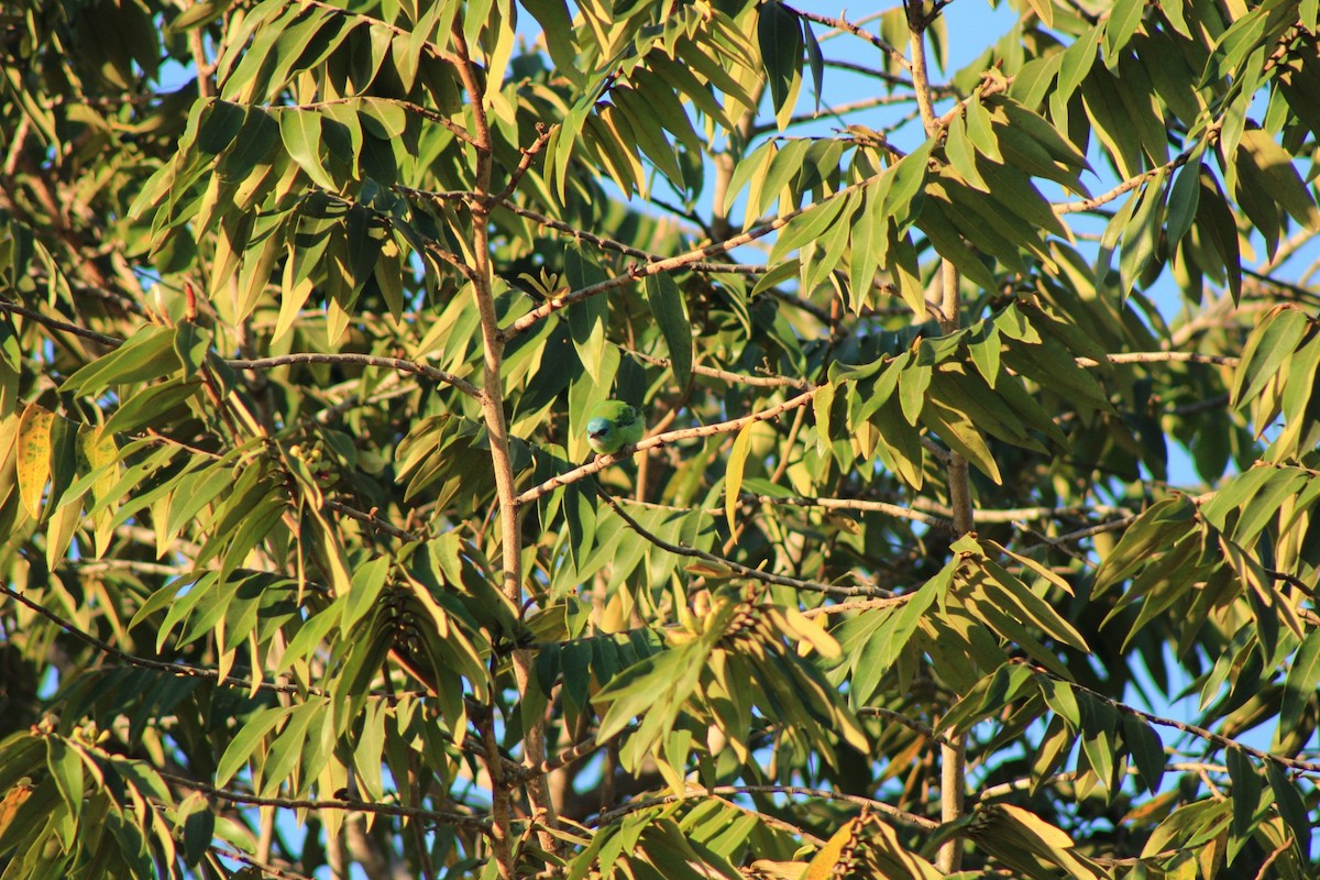 Dacnis bleu - ML631753853
