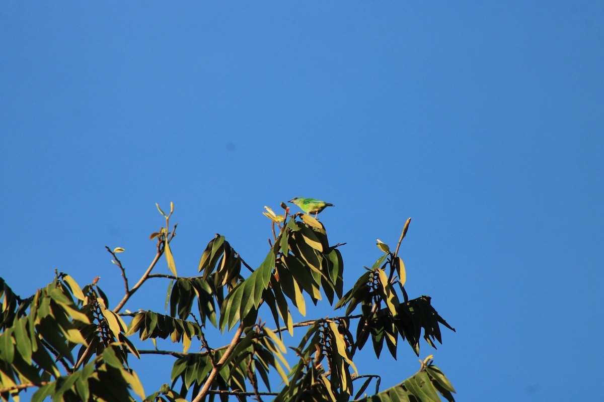 Dacnis bleu - ML631753855
