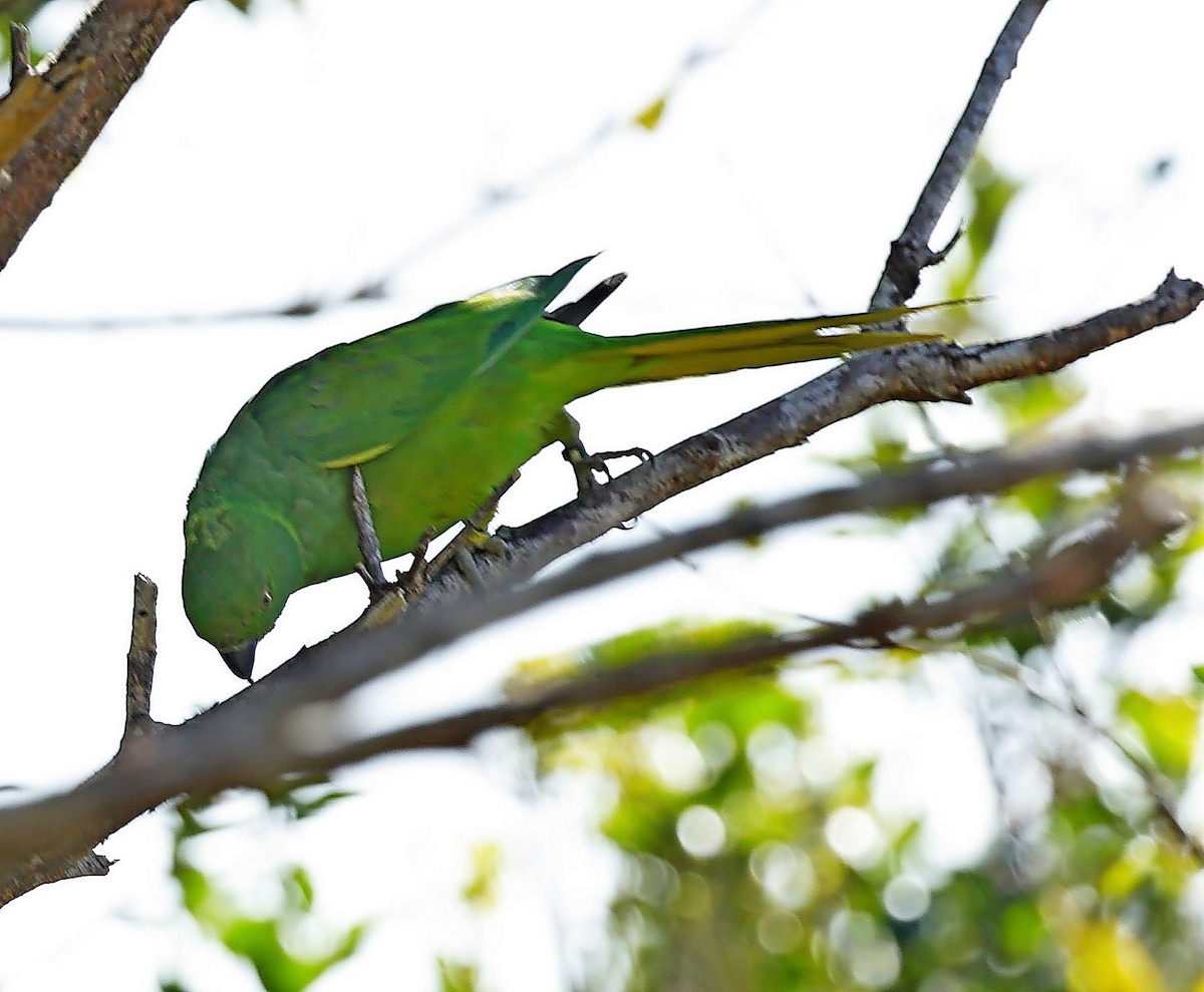 Echo Parakeet - ML631753856