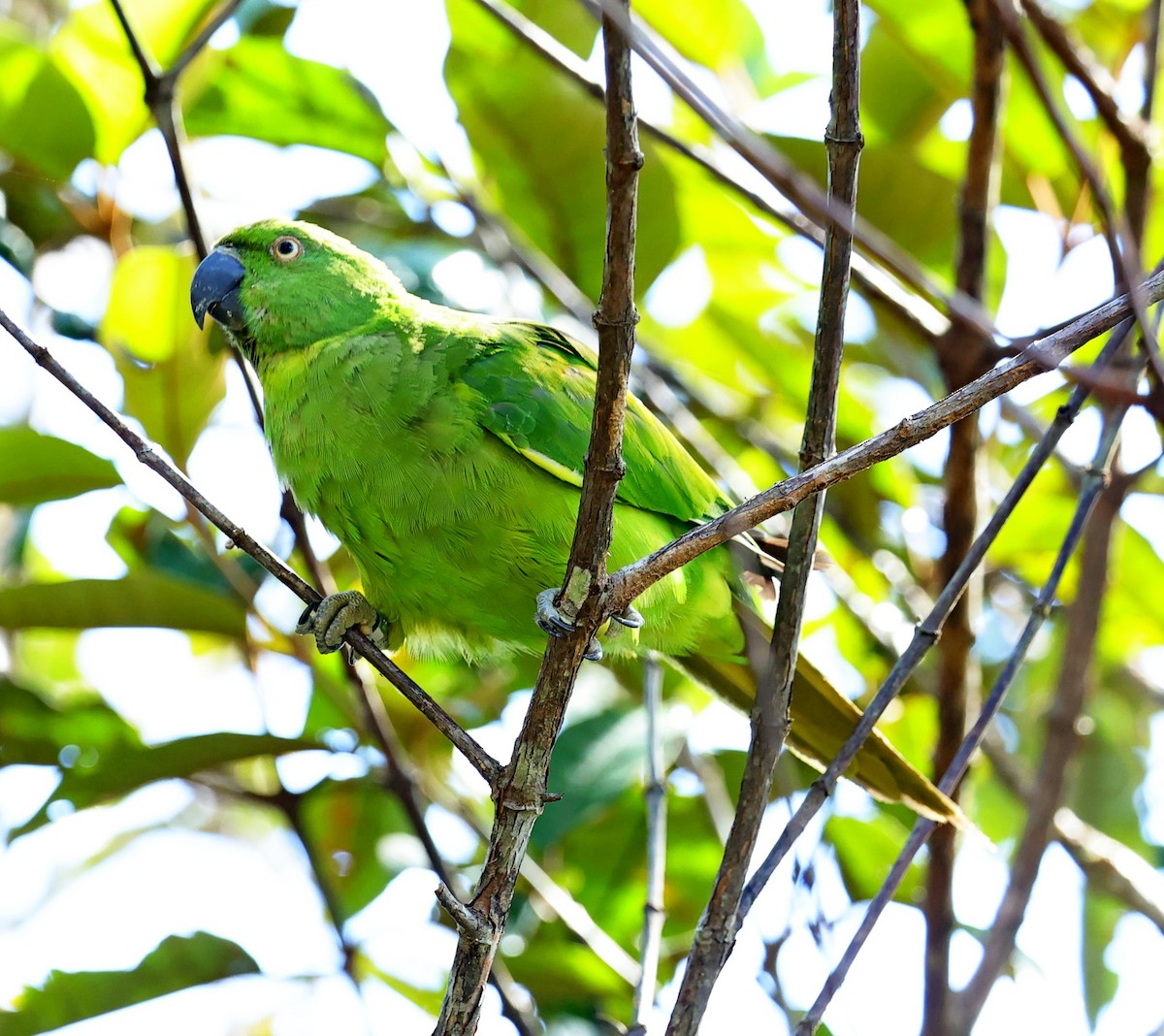 Echo Parakeet - ML631753871