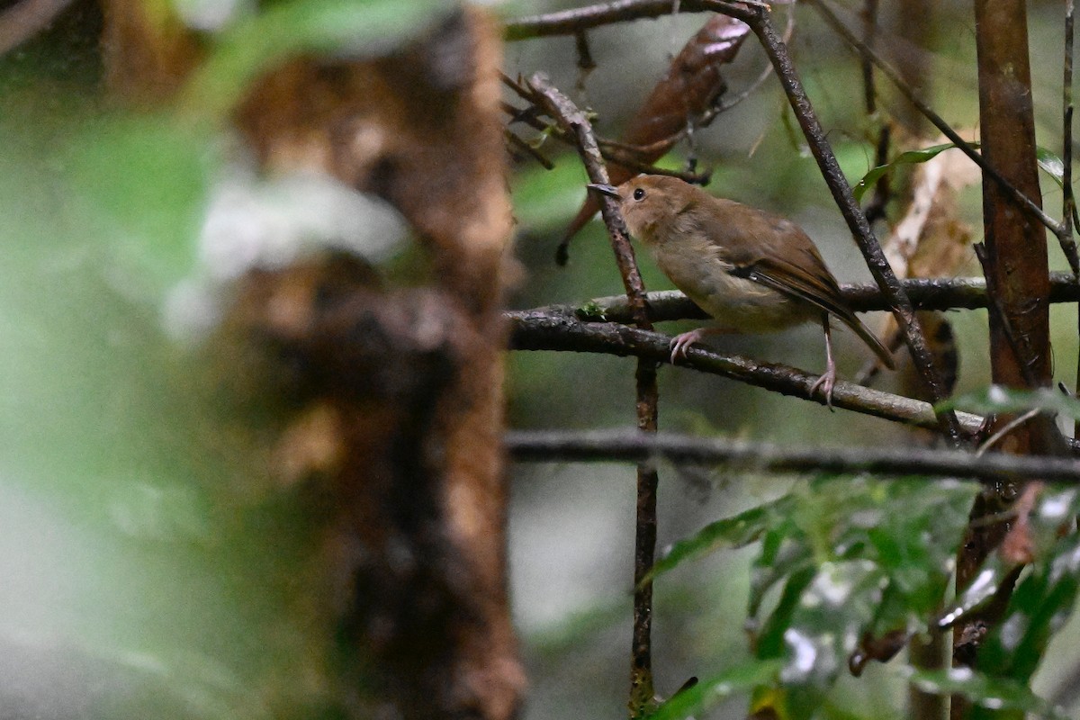 Atherton Scrubwren - ML631753909