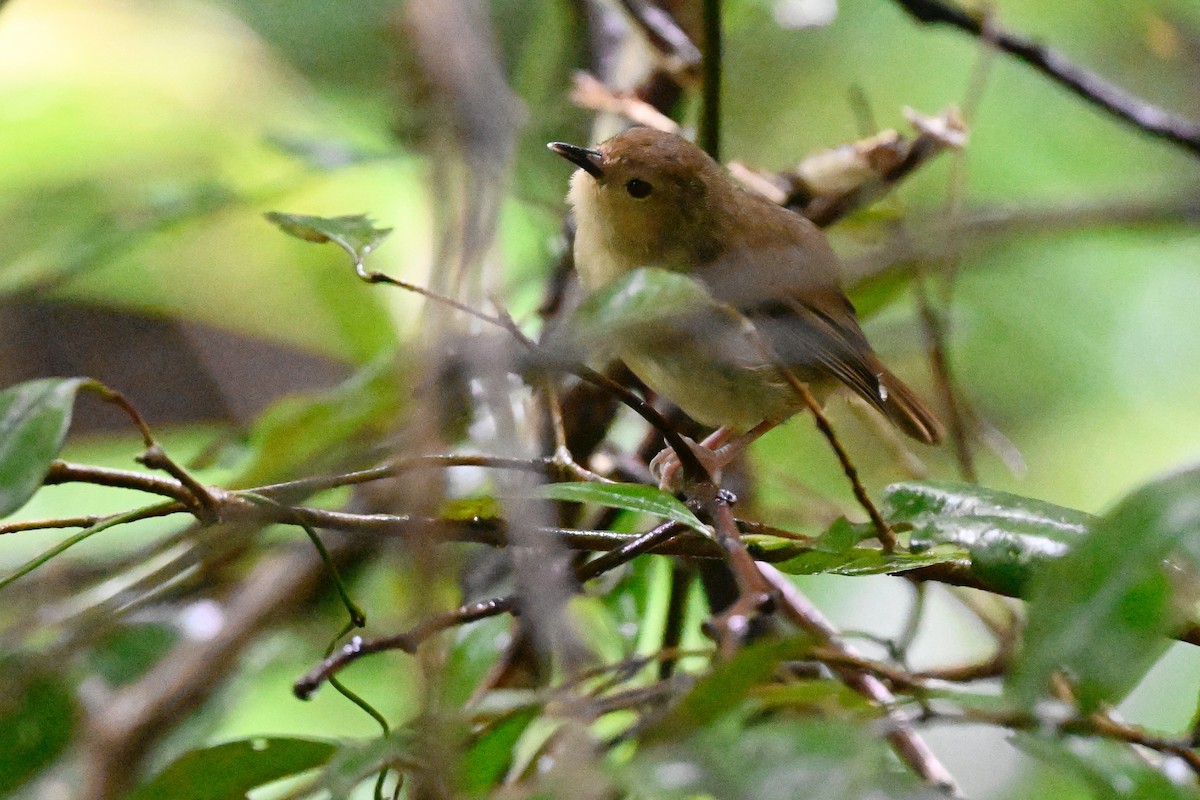 Atherton Scrubwren - ML631753910