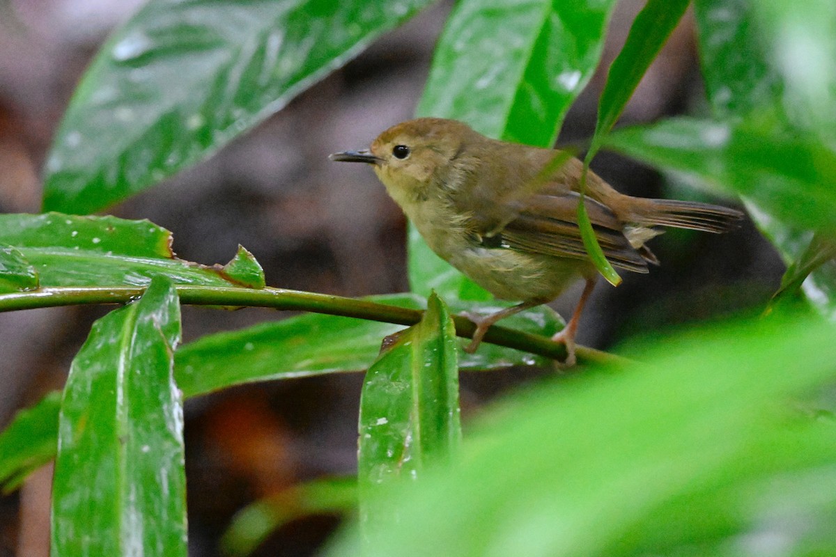 Atherton Scrubwren - ML631753911