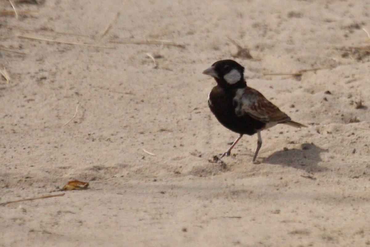 Chestnut-backed Sparrow-Lark - ML631753913