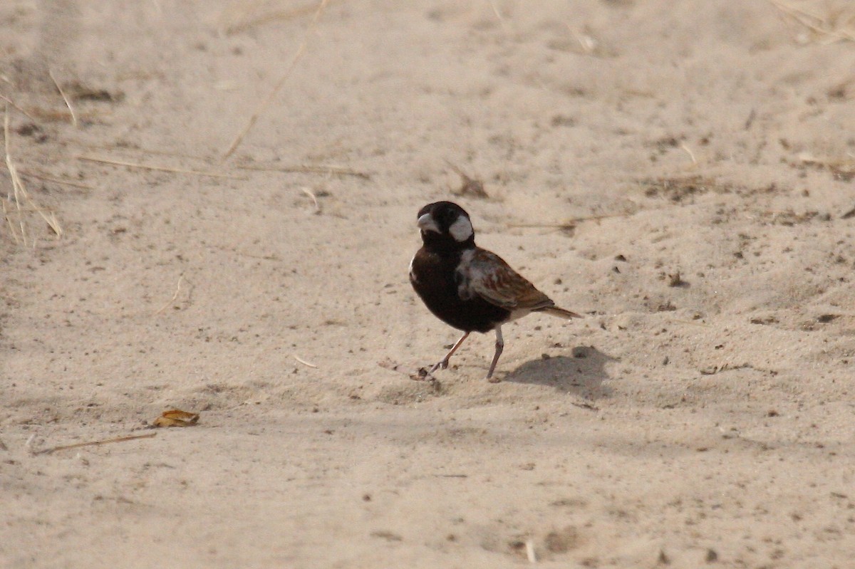 Chestnut-backed Sparrow-Lark - ML631753914