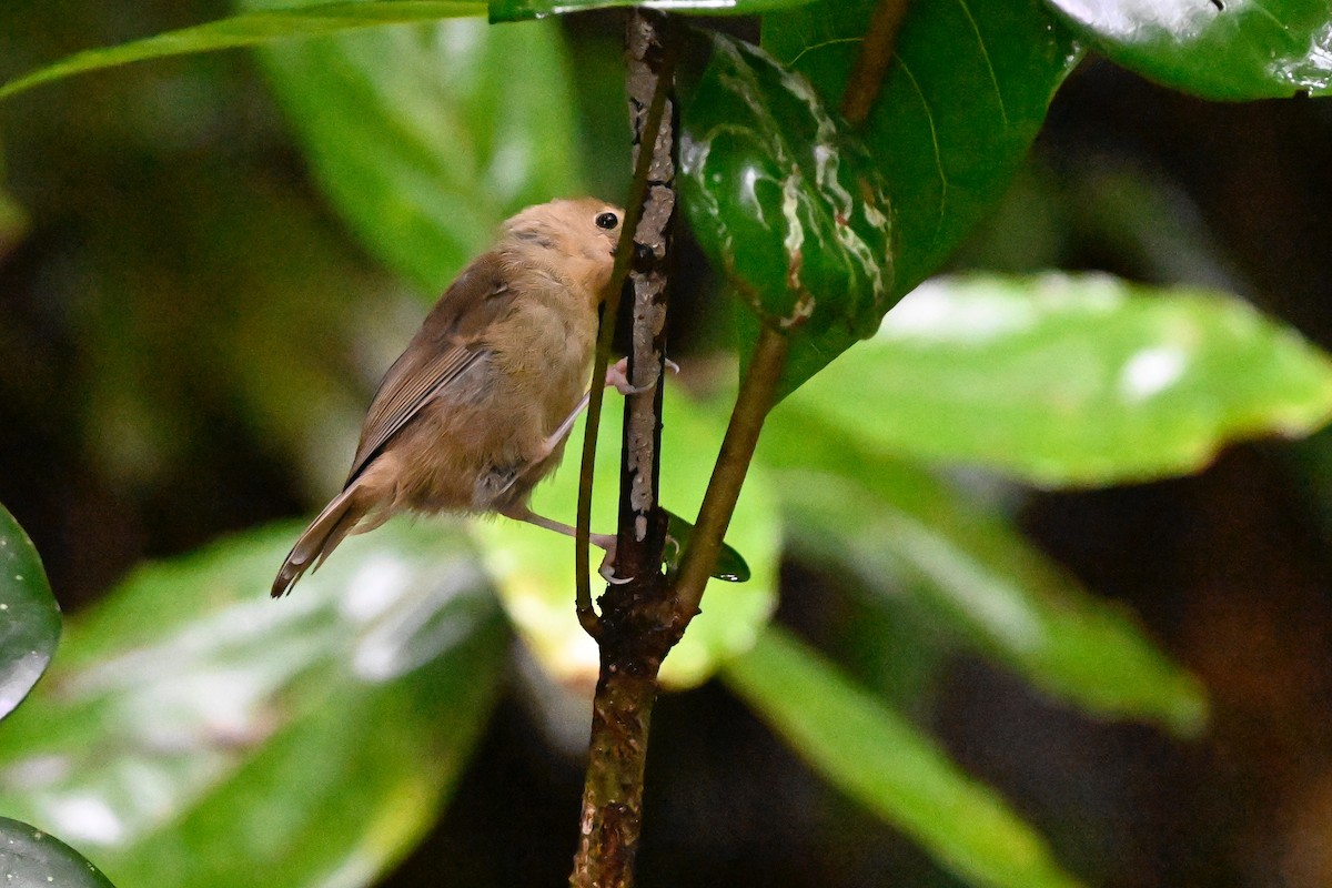 Atherton Scrubwren - ML631753926