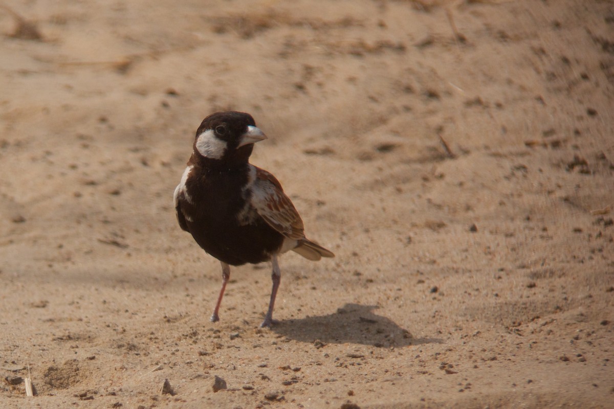 Chestnut-backed Sparrow-Lark - ML631753956