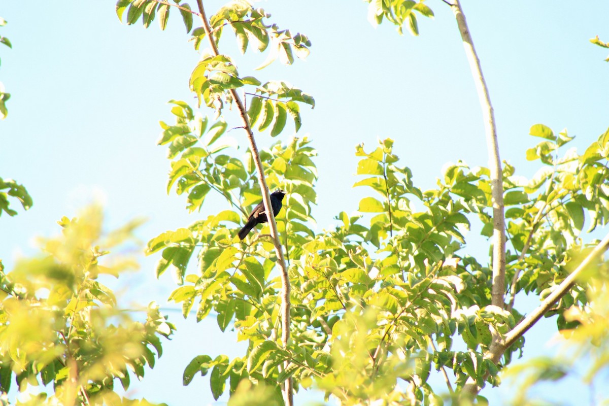 Jacarini noir - ML631753959