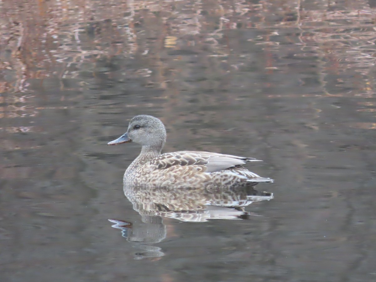 Бор нугас - ML631754039