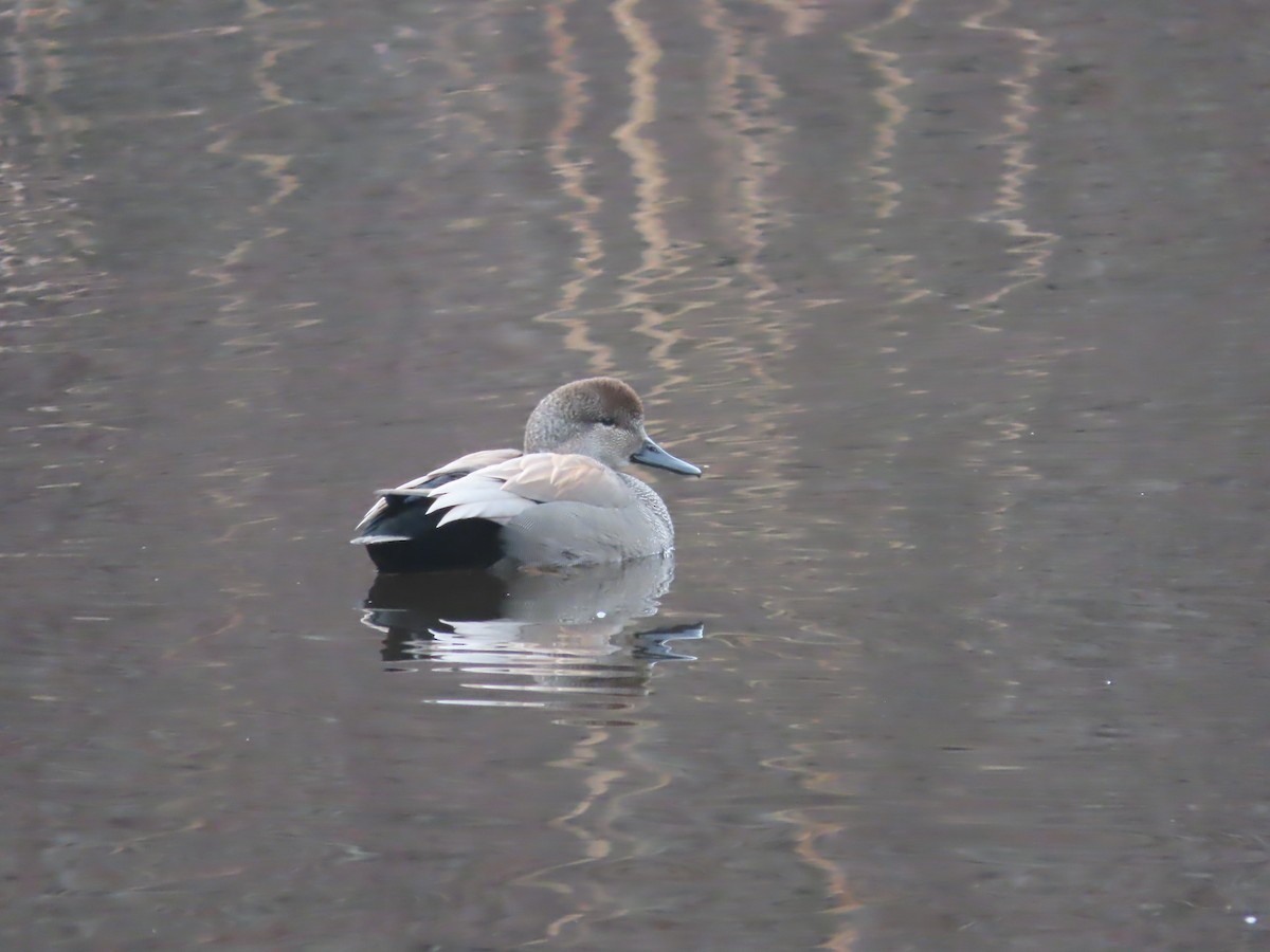 Бор нугас - ML631754063