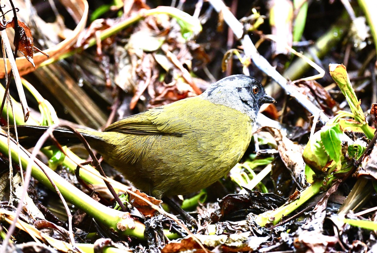 Large-footed Finch - ML631754069