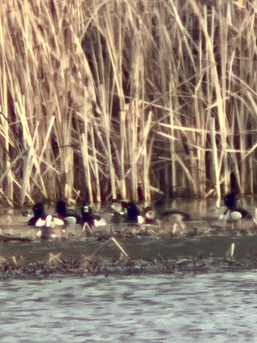 Ring-necked Duck - ML631754237