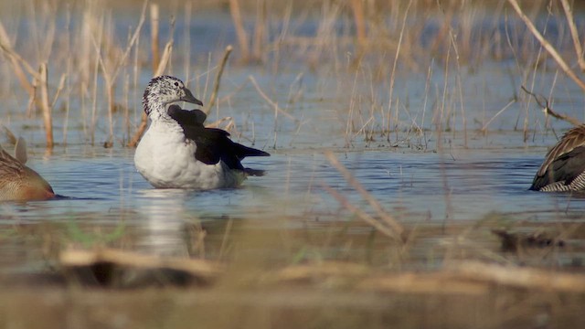 Knob-billed Duck - ML631754543