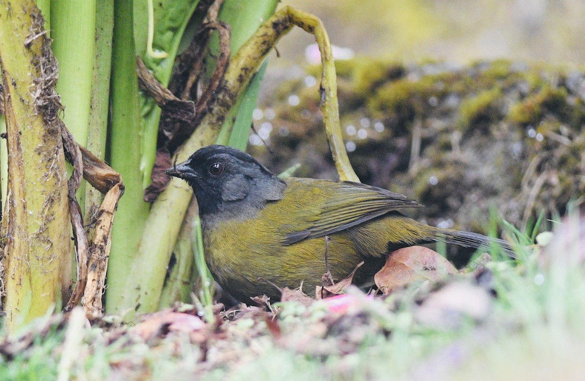 Large-footed Finch - ML631754624