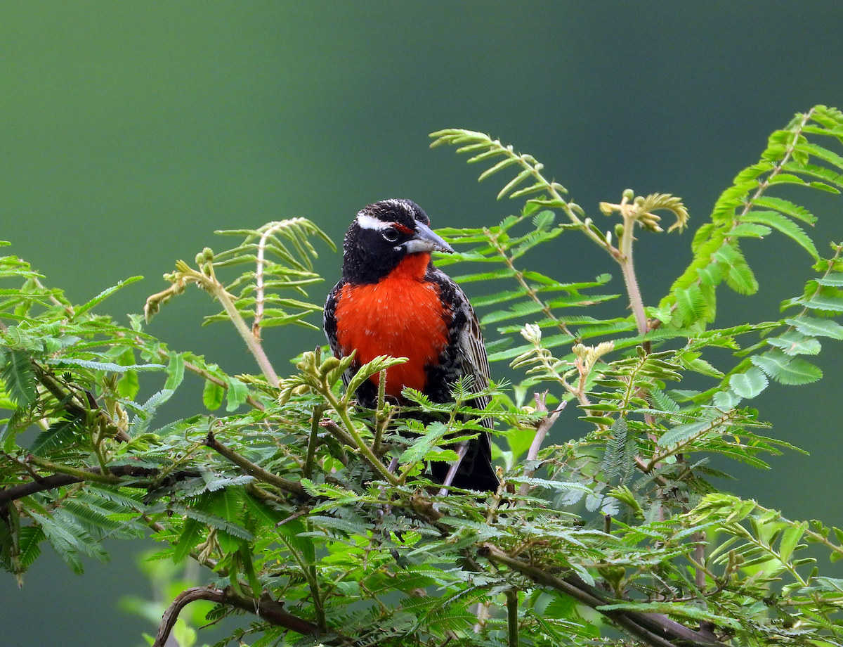 Peruvian Meadowlark - ML631754710