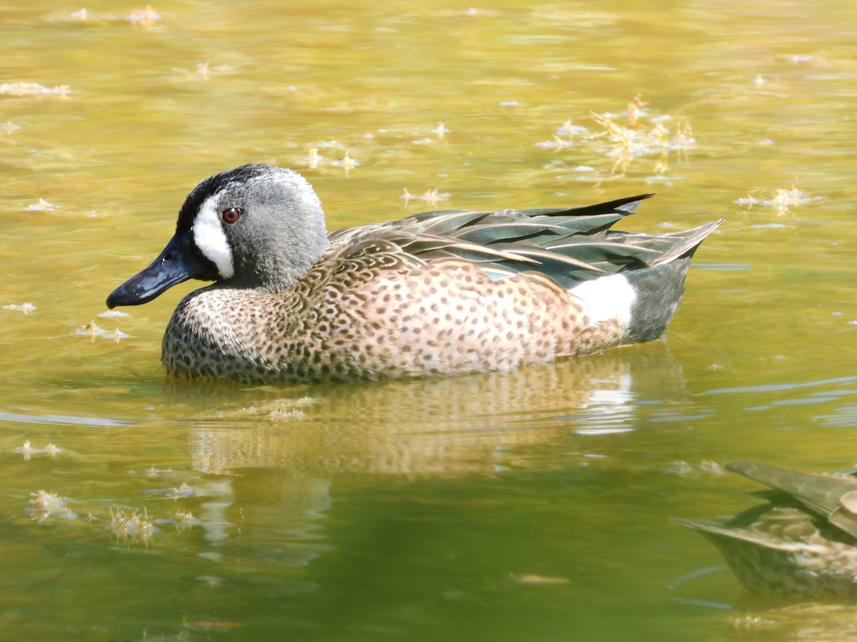 Blue-winged Teal - ML631754997