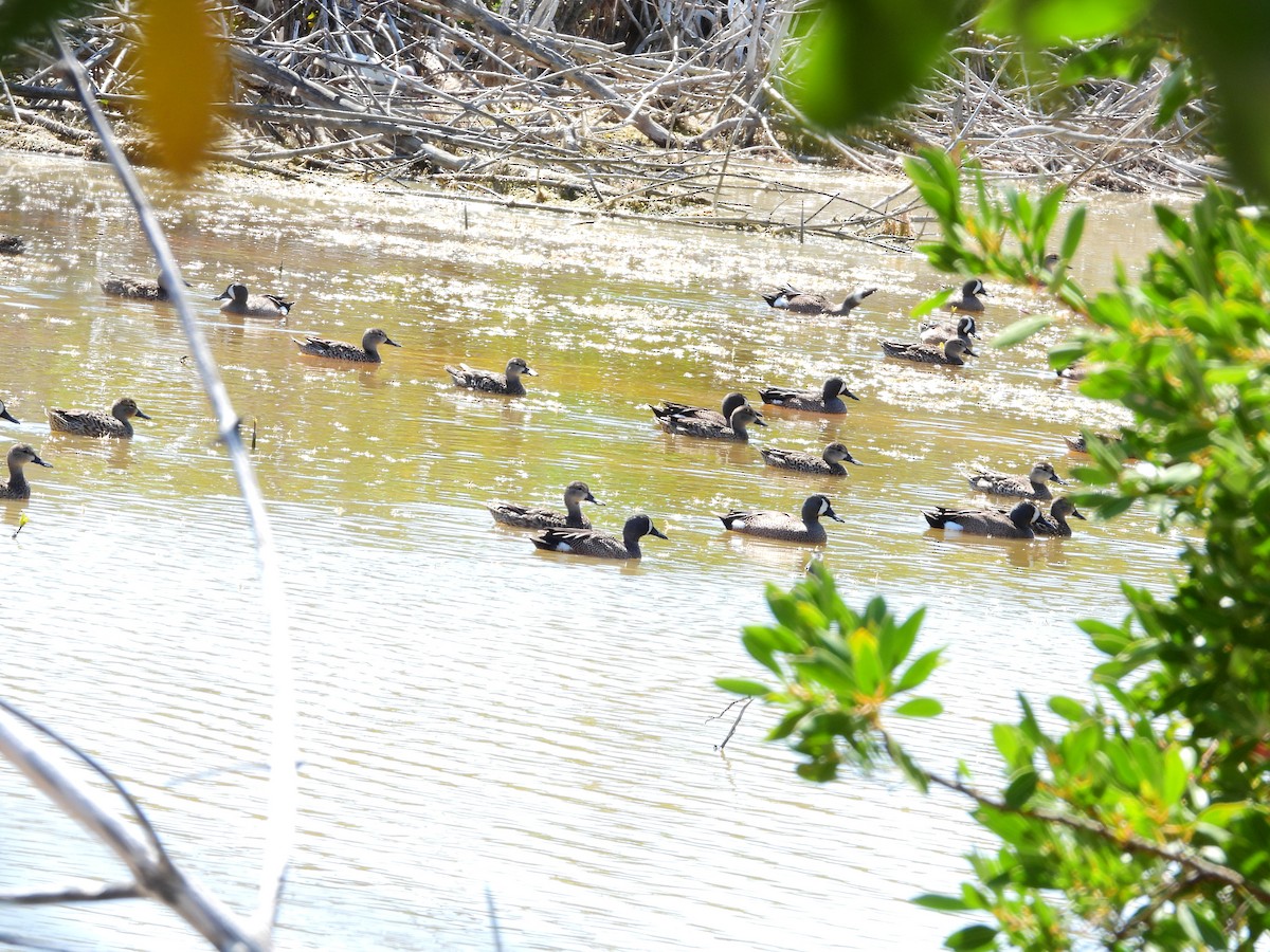 Blue-winged Teal - ML631755000
