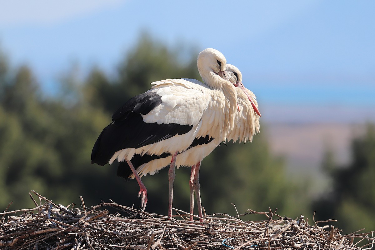 White Stork - ML631755052