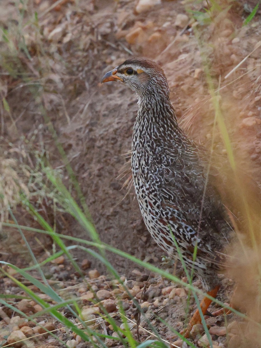 Francolin à bec jaune - ML631755057
