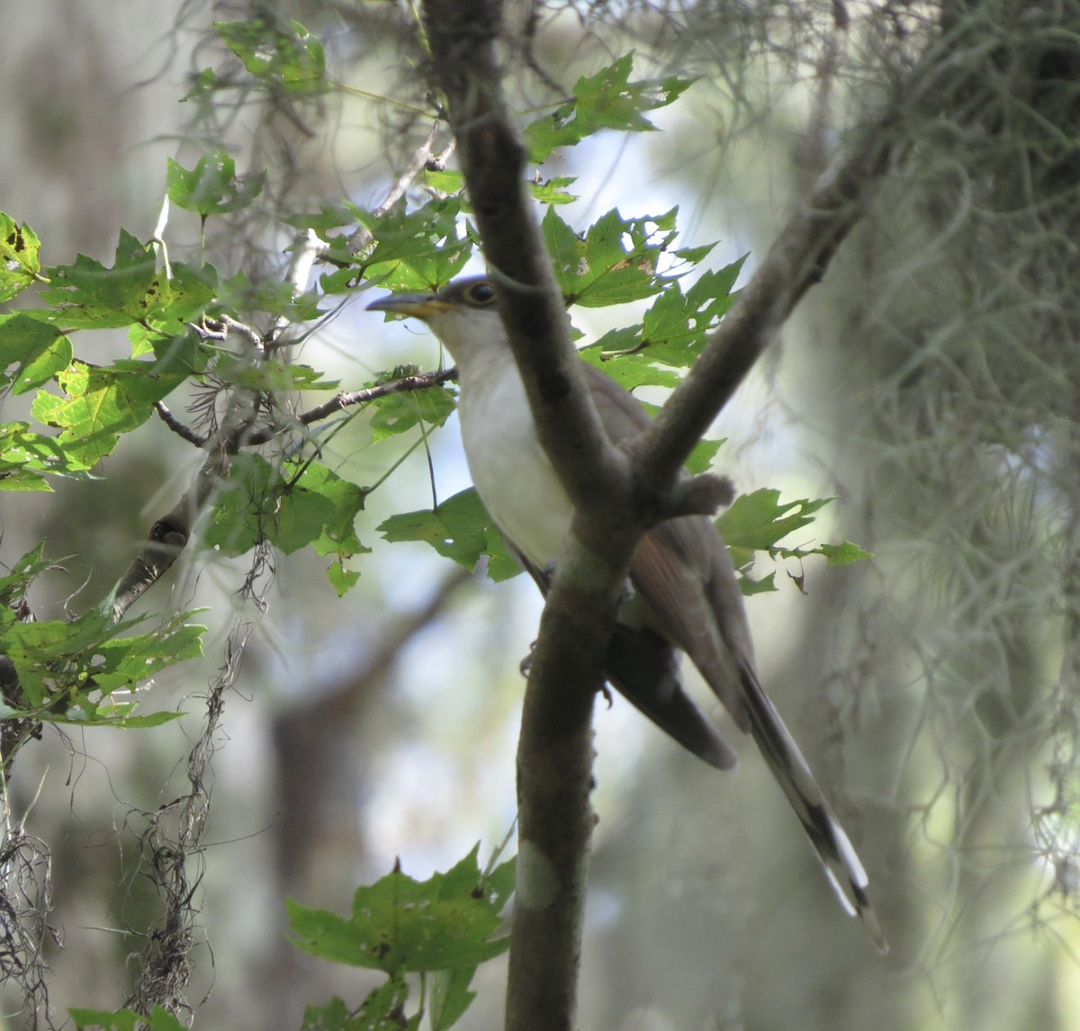 Yellow-billed Cuckoo - ML631755128