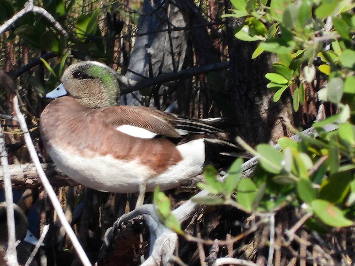 American Wigeon - ML631755154