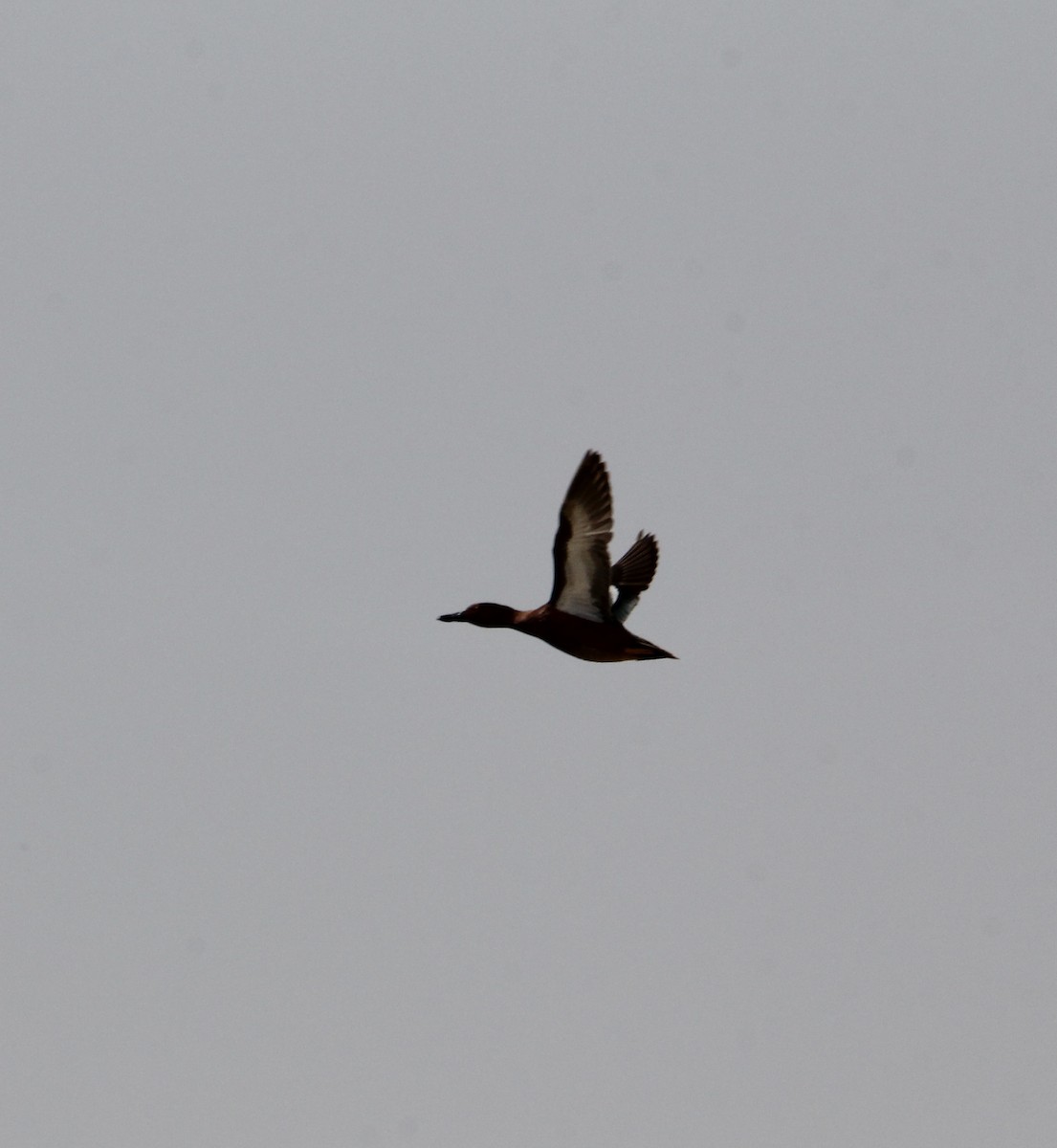 Cinnamon Teal - ML631755159