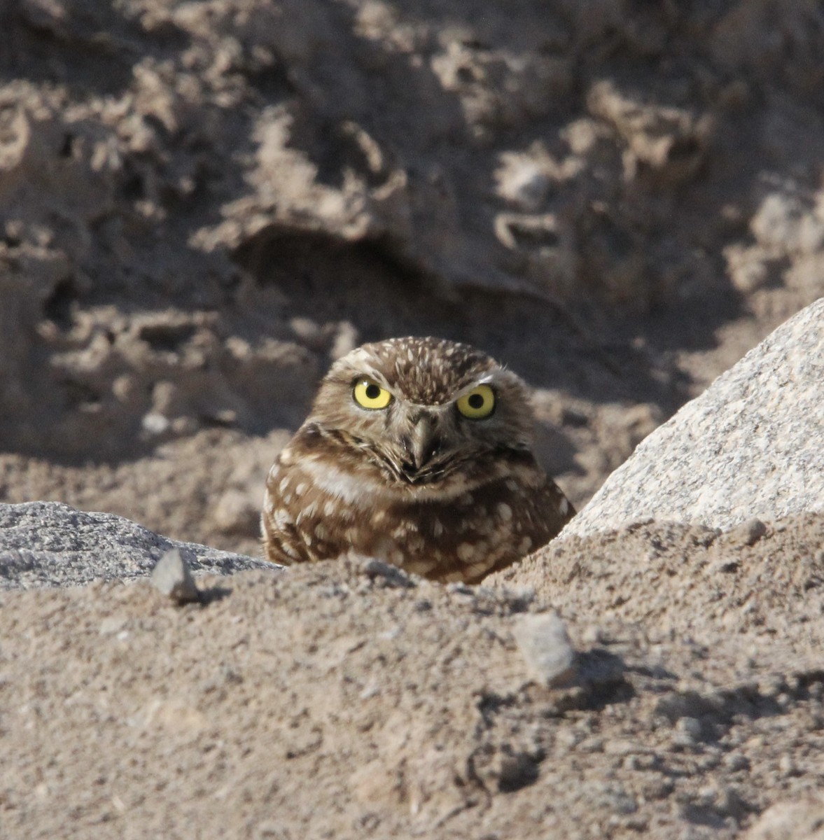 Burrowing Owl - ML631755171