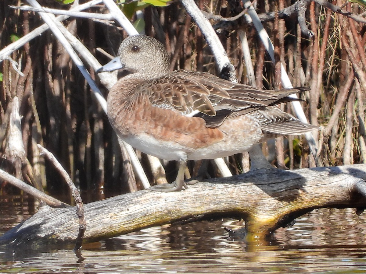 American Wigeon - ML631755176