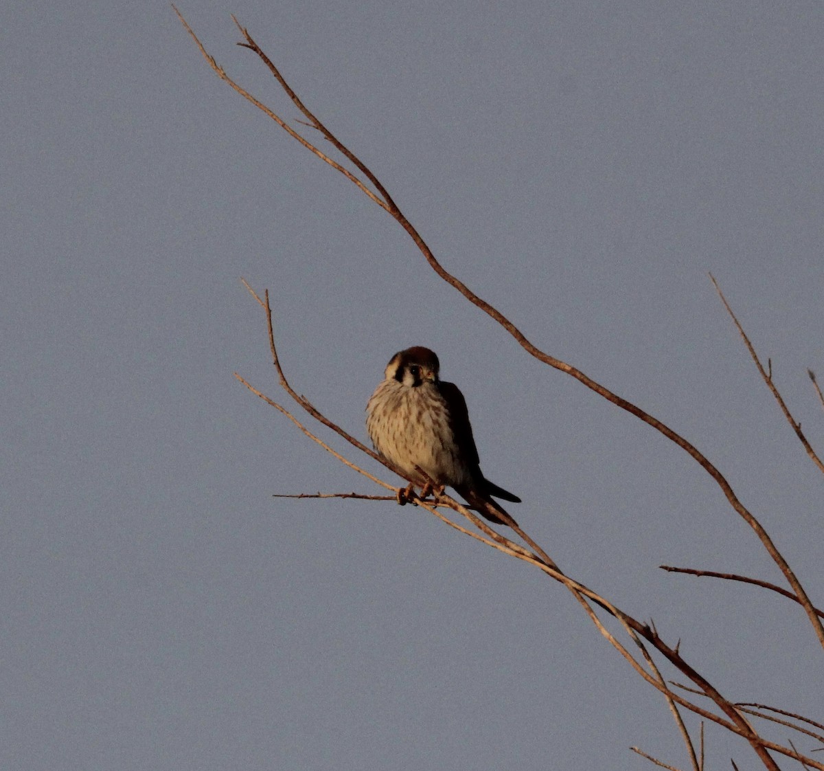 American Kestrel - ML631755178