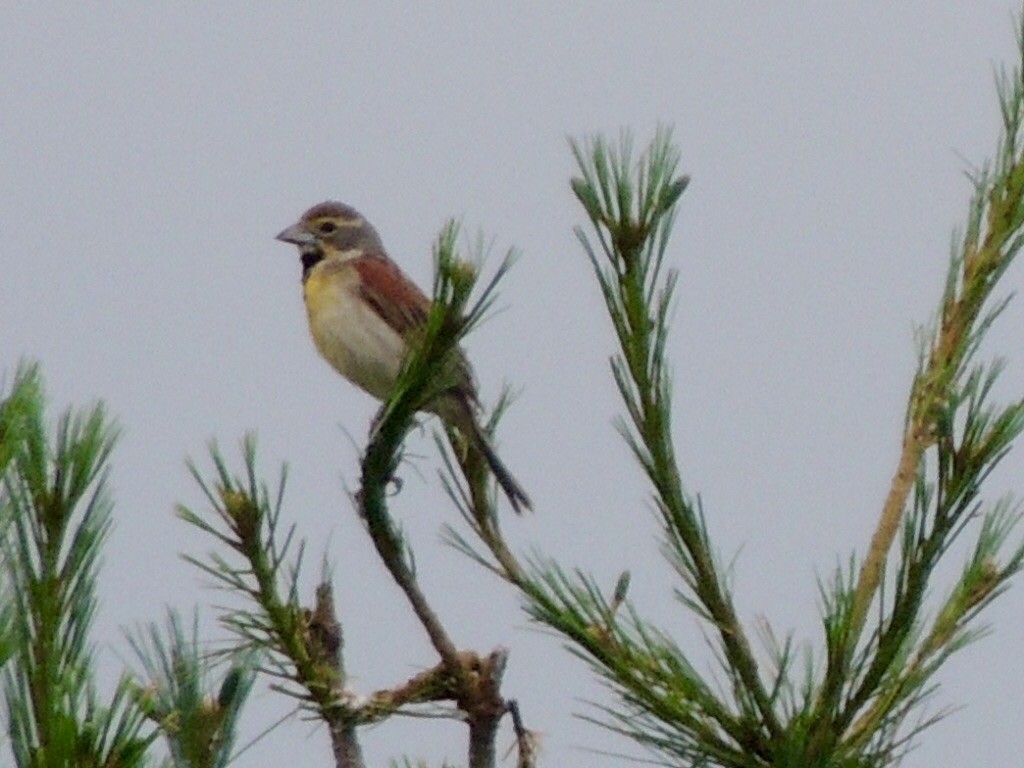 Dickcissel d'Amérique - ML63175531