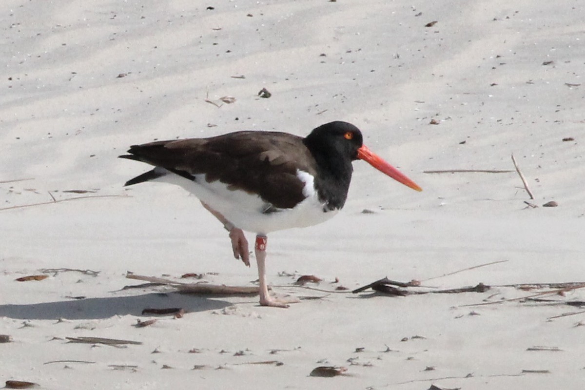 American Oystercatcher - ML631755350