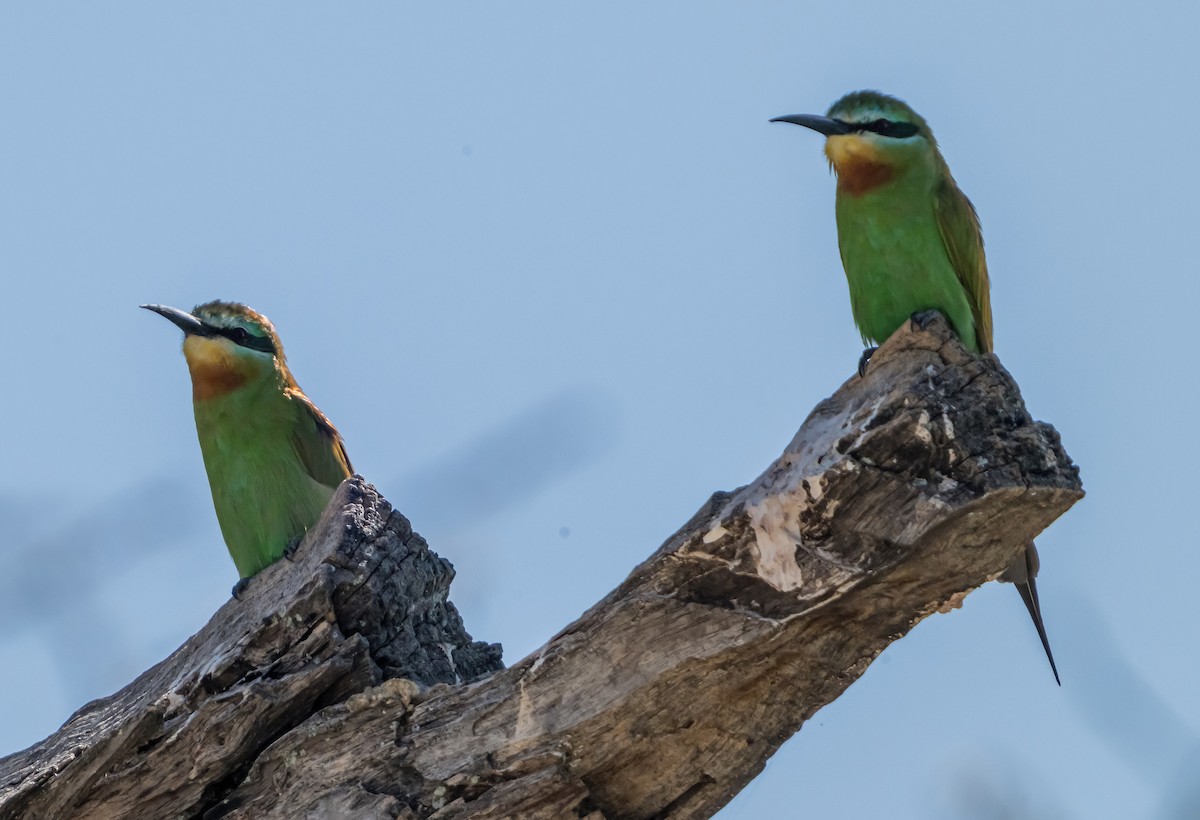 Blue-cheeked Bee-eater - ML631755463