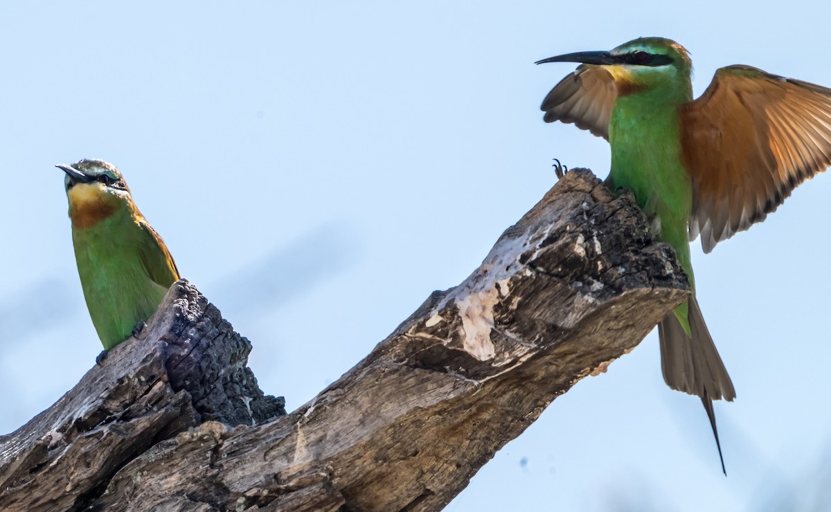 Blue-cheeked Bee-eater - ML631755464