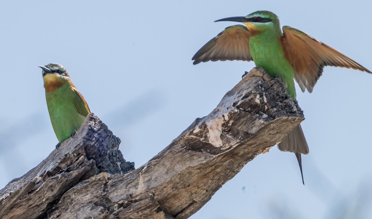 Blue-cheeked Bee-eater - ML631755465