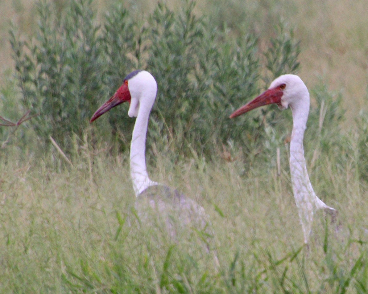 Wattled Crane - ML631755476