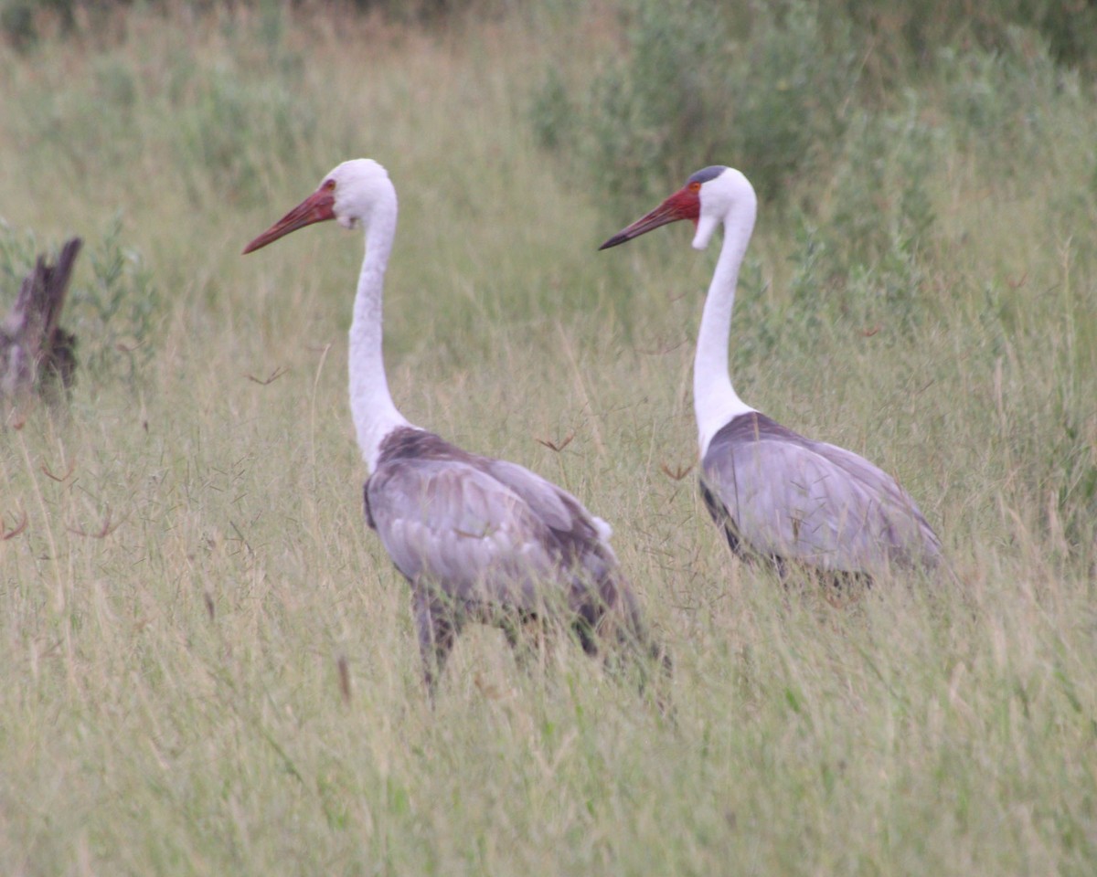 Wattled Crane - ML631755477