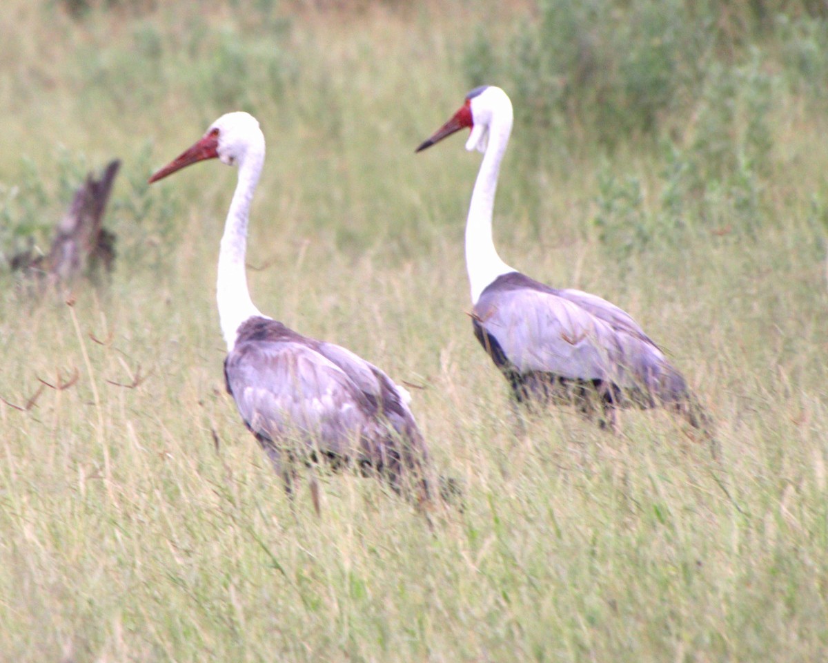 Wattled Crane - ML631755478