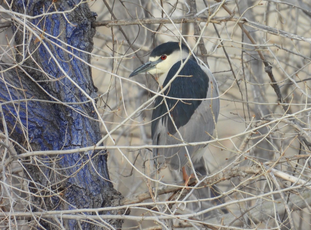 Black-crowned Night Heron - ML631755640
